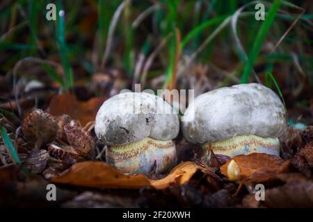 Rubroboletus satanas ist ein ungenießbarer Pilz. Giftige Pilze aus Mitteleuropa. Stockfoto