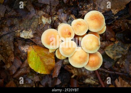 Ungenießbarer Pilz wächst in Wäldern, Mitteleuropa, Hypholoma lateritium Stockfoto