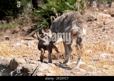Eurasischer Wolf (Canis lupus lupus): Weibchen mit Welpen, Andalusien, Spanien Stockfoto