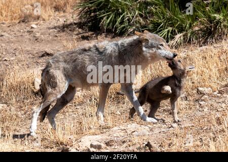 Eurasischer Wolf (Canis lupus lupus): Weibchen mit Welpen, Andalusien, Spanien Stockfoto
