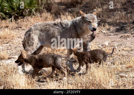 Eurasischer Wolf (Canis lupus lupus): Weibchen mit Welpen, Andalusien, Spanien Stockfoto