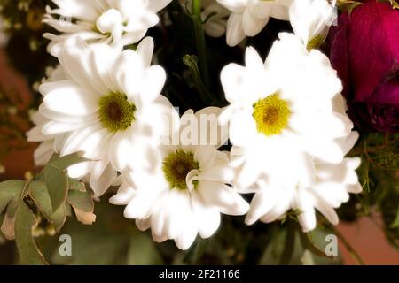 Strukturierte Hintergründe für Banner und Webseiten, Spiele usw... Bunte Hintergründe, mit sich wiederholenden floralen Themen. Stockfoto