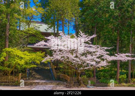 Engakuji der vollen Blüte des Kirschbaumes (Kamakura, Präfektur Kanagawa) Stockfoto