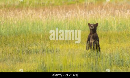 Das junge Grizzly Bear Junge steht im hohen Gras und sieht aus Für seine Mutter Stockfoto