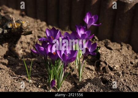 Die Gruppe der Krokusse im Frühling im Stadtpark Stockfoto