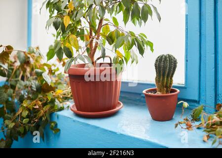 Kaktus und Ficus benjamina in Blumentöpfen auf blauem Fensterbrett. Verschiedene Topfpflanzen im Innenbereich Stockfoto