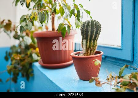 Kaktus und Ficus benjamina in Blumentöpfen auf blauem Fensterbrett. Verschiedene Topfpflanzen im Innenbereich Stockfoto