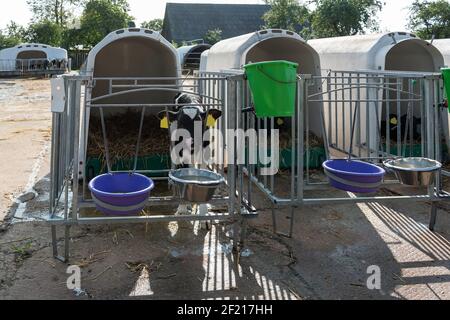 Baby Kuh in einem Kälberstall auf einem Bauernhof. Stockfoto