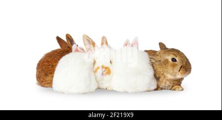 Kaninchen sitzen in einem Haufen isoliert auf weiß Stockfoto