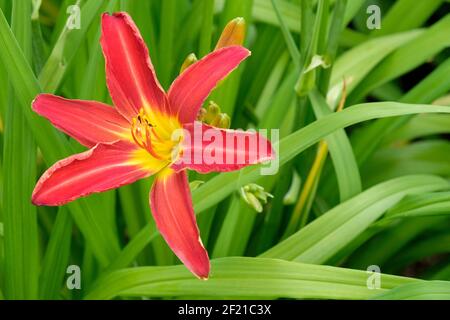 Hemerocallis 'Stafford'. Taglilie „Stafford“. Leuchtend rote Blume mit gelber Kehle Stockfoto