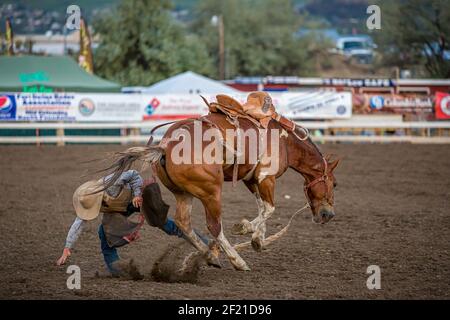 Ein Reiter fällt während eines bareback-Bronzestreitwettbewerbs, Philomath Rodeo, Oregon, USA, von einem Pferd ab Stockfoto