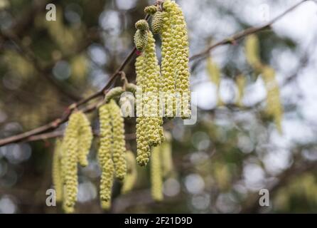 Katkins von Hazel (Corylus avellana) in Surrey Stockfoto