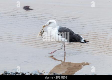 Kleine Schwarzrückenmöwe, Larus fuscus, Single adult Walking on Beach with Food in its Schnabel, Norfolk, England, UK Stockfoto