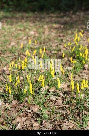 Masse der Cyclamen-blühenden Narzisse (Narcissus cyclamineus) Stockfoto