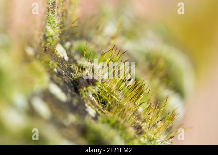 Wandschraube-Moos - Tortula muralis Stockfoto