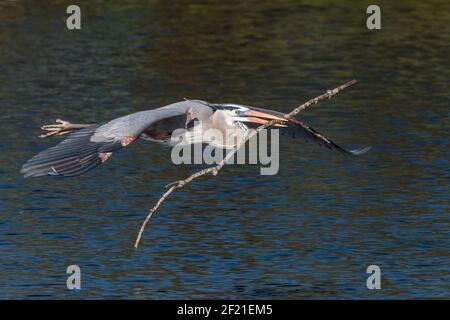 Großer blauer Reiher, Ardea herodias, Single adult fliegen über Wasser, Tragen von Nistmaterial, Everglades, Florida, USA Stockfoto