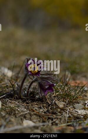 Pasque Blume wird auch die Maifeiertag Blume genannt. Pasque Blume in der wilden, frühen Frühling haarig lila Blume Stockfoto