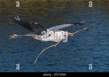 Großer blauer Reiher, Ardea herodias, Single adult fliegen über Wasser, Tragen von Nistmaterial, Everglades, Florida, USA Stockfoto