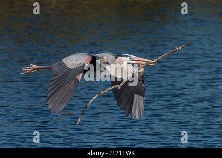 Großer blauer Reiher, Ardea herodias, Single adult fliegen über Wasser, Tragen von Nistmaterial, Everglades, Florida, USA Stockfoto