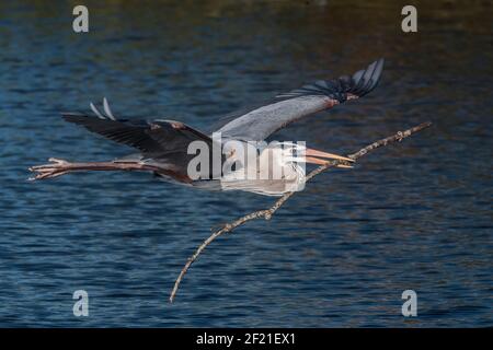 Großer blauer Reiher, Ardea herodias, Single adult fliegen über Wasser, Tragen von Nistmaterial, Everglades, Florida, USA Stockfoto