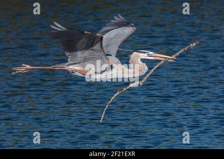 Großer blauer Reiher, Ardea herodias, Single adult fliegen über Wasser, Tragen von Nistmaterial, Everglades, Florida, USA Stockfoto