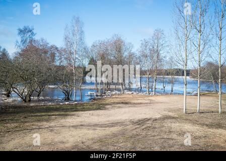 Hochwasser im Frühling. Überflutete Wiese mit Birken und Apfelbäumen an einem warmen Frühlingstag mit blauem Himmel und trockenem braunen Gras. Stockfoto