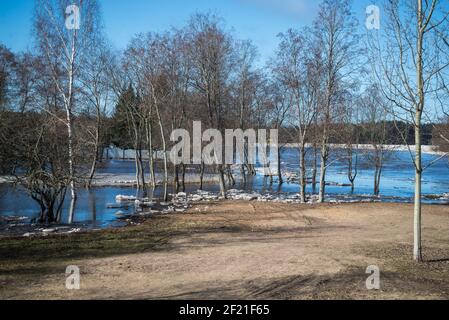 Hochwasser im Frühling. Überflutete Wiese mit Birken und Apfelbäumen an einem warmen Frühlingstag mit blauem Himmel und trockenem braunen Gras. Stockfoto