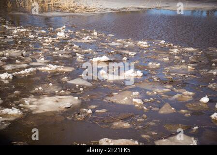 Hochwasser im Frühling. Eine überflutete Wiese mit geschmolzenen Eisstücken und Schilf, die an einem warmen Frühlingstag durch das Wasser laufen Stockfoto