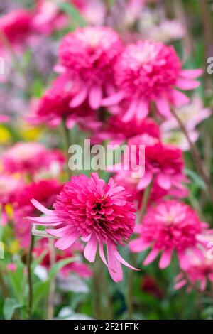 Echinacea purpurea 'Southern Belle'. Cone-fections-Serie. Purpurrote Koneblume 'Southern Belle'. Rosa Blüten Stockfoto