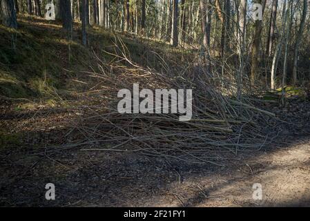 Haufen Zweige im Boden. Gesägte Äste im Frühjahr Hilfe, auf der Seite einer schlammigen Straße platziert. Stockfoto