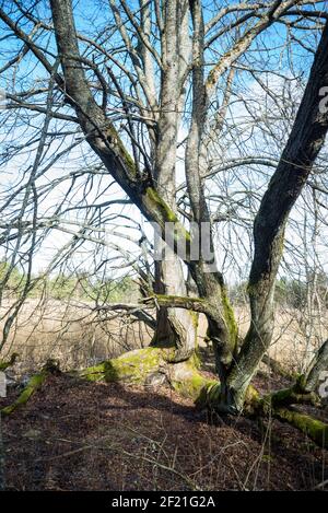 Mystischer Baum mit grünem Moos am Stamm des Seeufers in der Frühlingssonne. Schilf ist im See zu sehen. Stockfoto