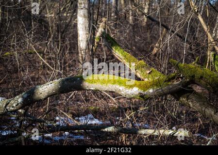 Gebrochener Baumzweig mit grünem Moos in einem bewachsenen Wald in der Frühlingssonne. ungeschmelzter Schnee auf dem Boden Stockfoto