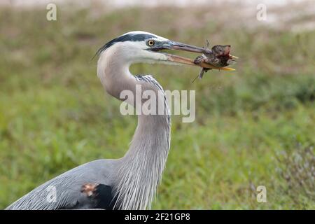 Großer Blaureiher, Ardea herodias, alleinerziehend mit Fischen im Schnabel, Eveglades, Florida, USA Stockfoto