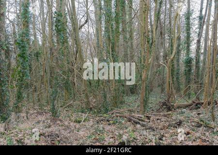 Dichtes schottisches Waldland im Winter mit winterwüteten Bäumen und getrockneten Blättern auf dem Boden. Stockfoto