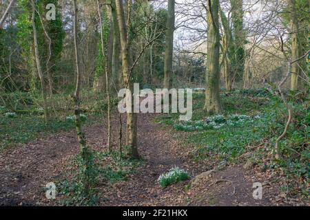 Die Ufer der Schneeglöckchen auf dem Waldboden der Antike Perceton-Wälder in Irvine blühen alle vor Ostern Stockfoto