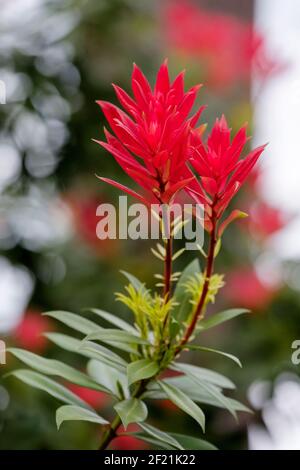 Junge leuchtend rote Blätter von Pieris japonica 'Forest Flame'. Pieris floribunda 'Forest Flame' Stockfoto