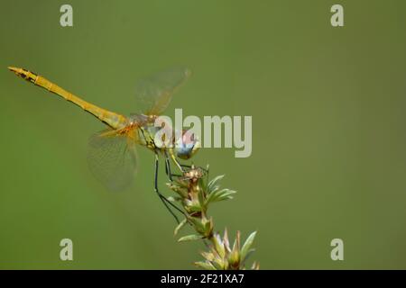 Drachenfliege, die vor ihrem nächsten Flug auf der Blume ruht Stockfoto