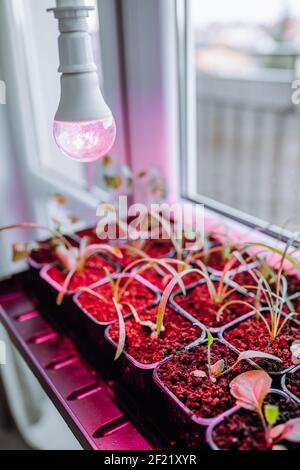 Blume Sämlinge unter Licht des vollen Spektrums LED phytolamp zu Hause auf Fensterbank. Stockfoto