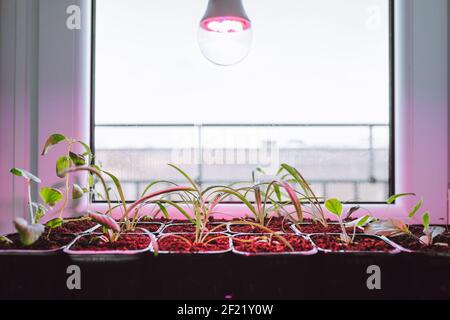 Blume Sämlinge unter Licht des vollen Spektrums LED phytolamp zu Hause auf Fensterbank. Stockfoto
