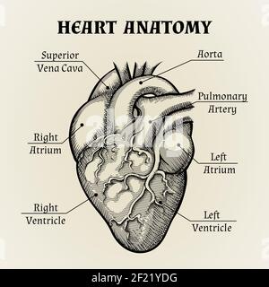 Nahaufnahme Schwarz und Weiß Herz Anatomie mit Etiketten Grafik-Design. Stock Vektor