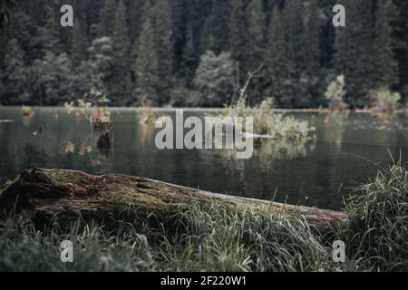 Eine selektive Fokusaufnahme eines alten Holzes Das Gras am See Stockfoto