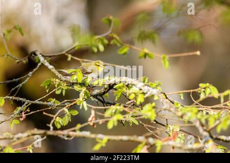 Waldsänger sitzt unter den neu geöffneten Blättern auf einem Verzweigung Stockfoto