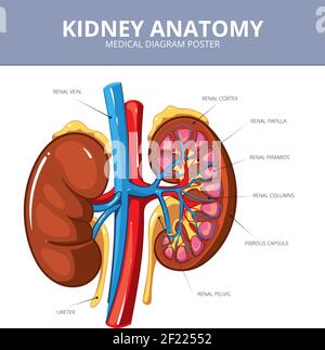 Medizinisches Vektor-Diagramm-Poster für Nieren. Internes Organ, Arterie und Trakt, Gefäß und Harnleiter, Schema Illustration Stock Vektor