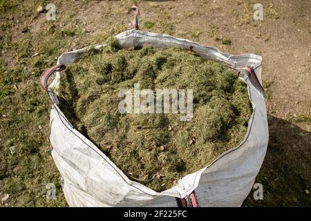 Säcke voll von geschnittenem Gras. Gartenarbeit in öffentlichen Räumen Stockfoto