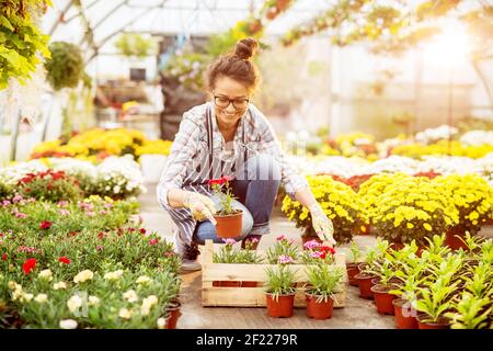 Fröhliche schöne motivierte Floristin Frau hocken und die Auswahl von Blumen in der Holzkiste auf dem Boden des Gewächshauses. Stockfoto