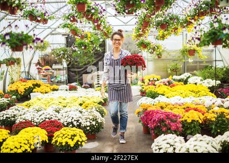 Fröhlich fleißige Frau mittleren Alters Floristin hält einen großen Topf mit roten Blumen, während Sie das große Gewächshaus hinunter. Stockfoto