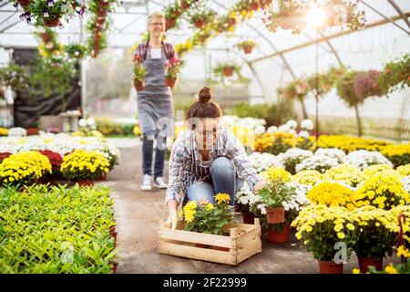 Zwei aufgeregt hingebungsvoll fleißige Floristin Frau, die Blumen für den Verkauf im großen Gewächshaus vorbereitet. Stockfoto