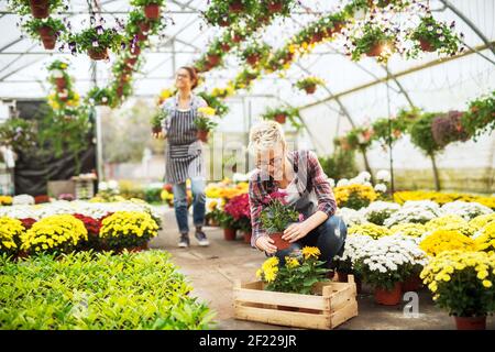 Zwei fröhlich motivierte Floristin Frau Vorbereitung Blumen für den Verkauf in der großen und hellen Gewächshaus. Stockfoto