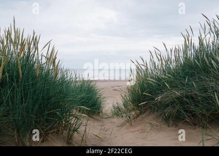 Blick durch grünes Gras von Sanddünen mit Blick auf Meer über einen Strand mit Horizont Stockfoto