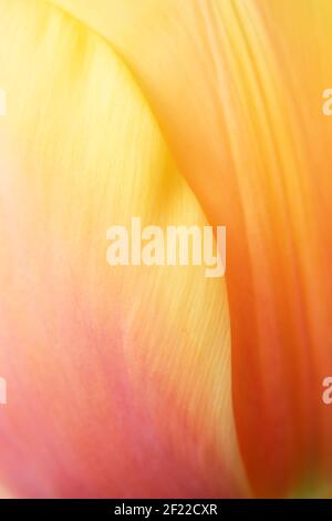 Natürlicher, gelb-orangefarbener Farbverlauf mit sanfter Linie. Makro von Tulpenblüten. Stockfoto